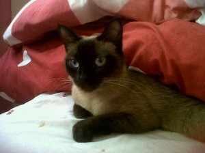 Gata en adopcion en Valladolid Cleo 2