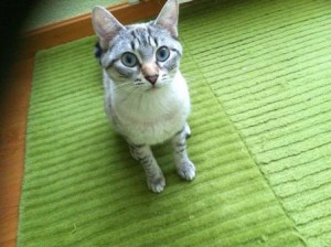 Gata en adopcion en Valladolid KIWI  1