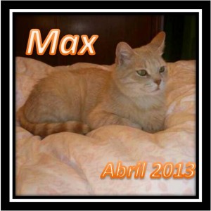 GATO EN ADOPCION EN VALLADOLID, MAX