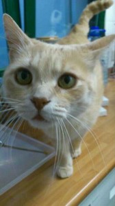 Gato de 9 meses muy cariñoso, naranjita, Max