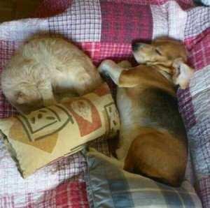 GATO EN ADOPCION EN VALLADOLID, MAX 5