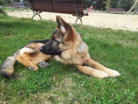 PERRO EN ADOPCION VALLADOLID, WOODY 1