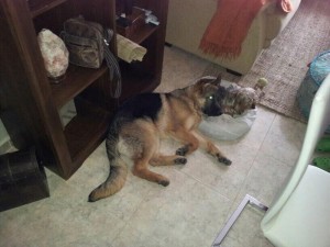 PERRO EN ADOPCION VALLADOLID, WOODY 3