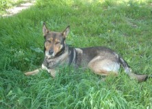 GOLFO