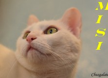 Gata en adopcion Misi 1