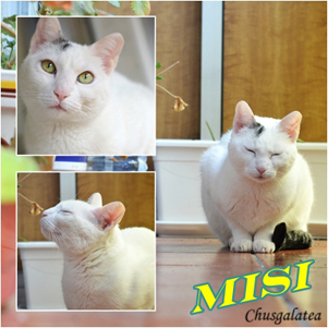 Gata en adopcion Misi 3