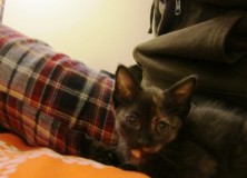 Gata en adopcion Pipa 2