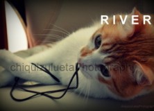 Gatito en adopcion, River 1