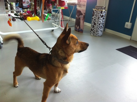 PERRO EN ADOPCION CUQUI 1JPG