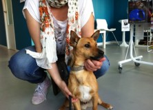 PERRO EN ADOPCION CUQUI 2JPG