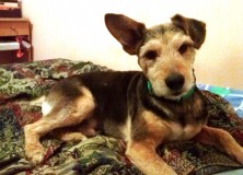 Perro en adopcion Dali 6
