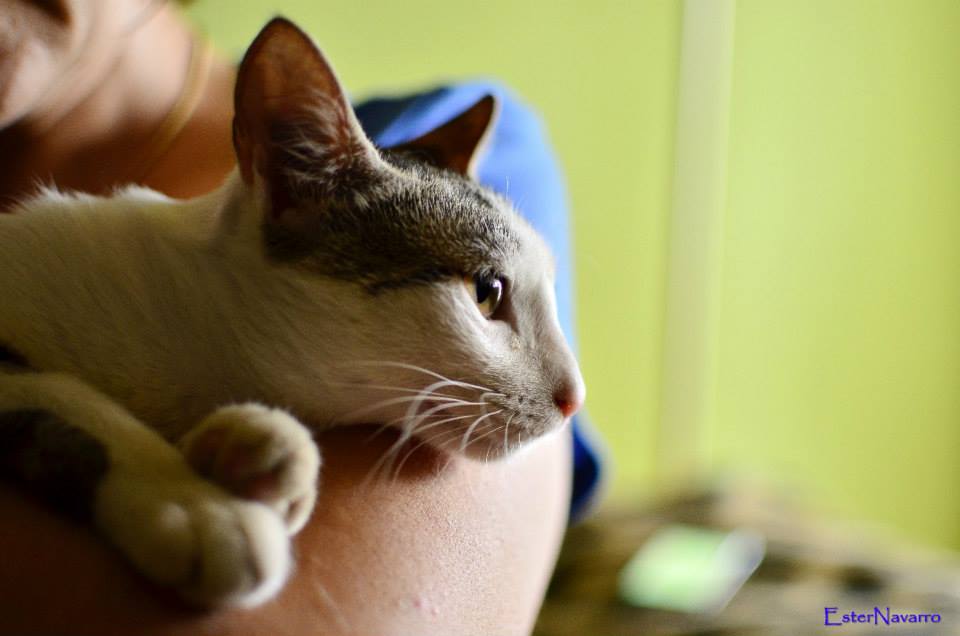 gata en adopcion Mimi 1