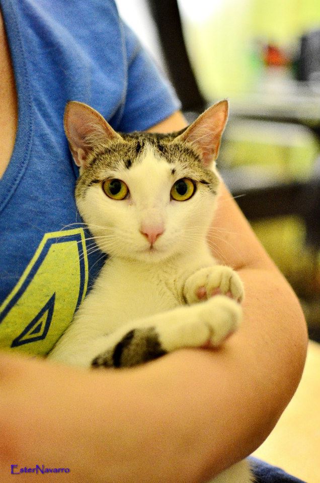 gata en adopcion Mimi  6_n