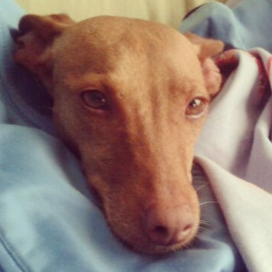 podenquita en adopcion, Cleo 3