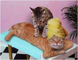 AMASADO GATUNO