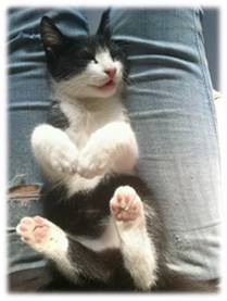 Gatito en adopcion en Valladolid, Kiko 4