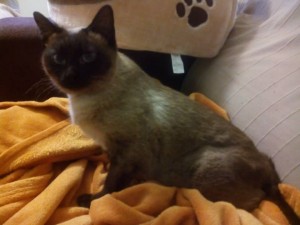 Linda 3