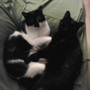 Momo, super amigo de Dexter su hermanito de cogida
