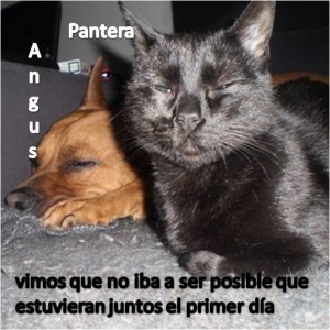 Angus & Pantera