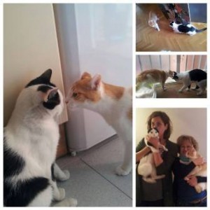 MOE ADOPTADO
