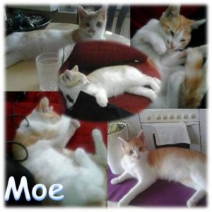 MOE COMPOSICION