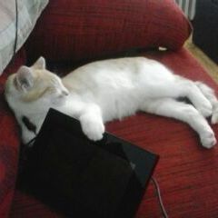 MOE_IPAD