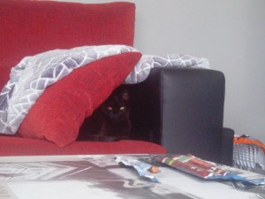 Mirk Adoptada