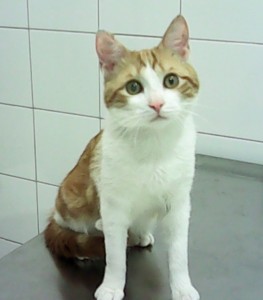 KALIMERO 2