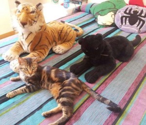 gatita atigrada en adopcion muy cariñosa y tranquila, Kiara