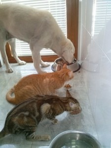 comiendo los tres