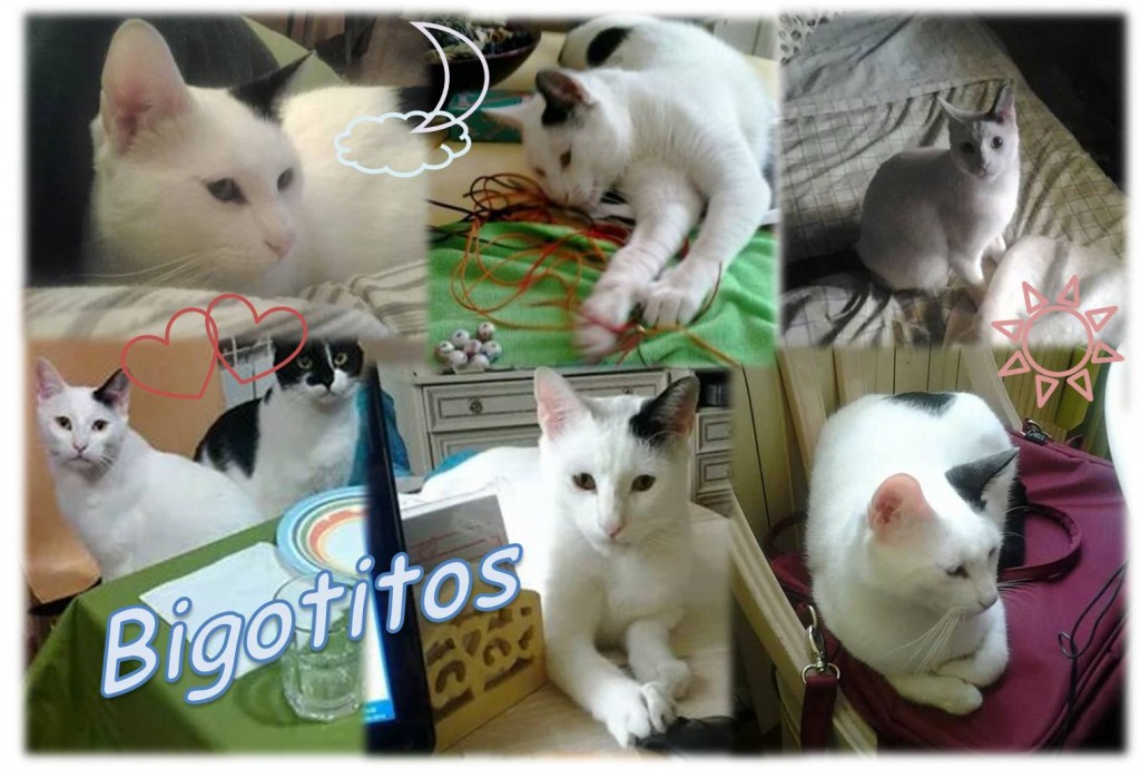 Bigotes comp
