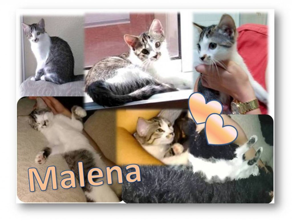 MALENA COMPOSICION