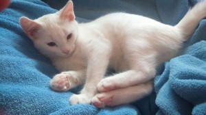 medio dormida