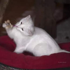 nikita_portada II