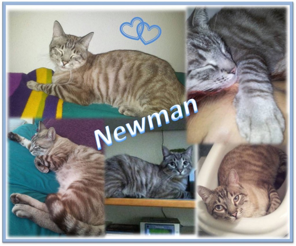 NEWMAN COMP