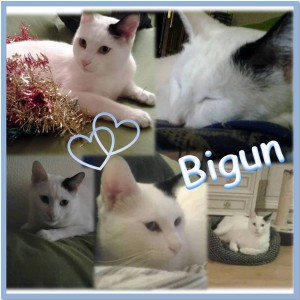BIGUN COMP