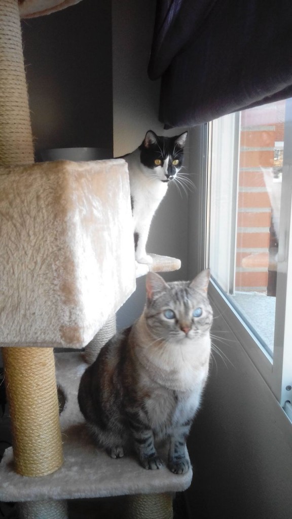 SIMBA Y RITA