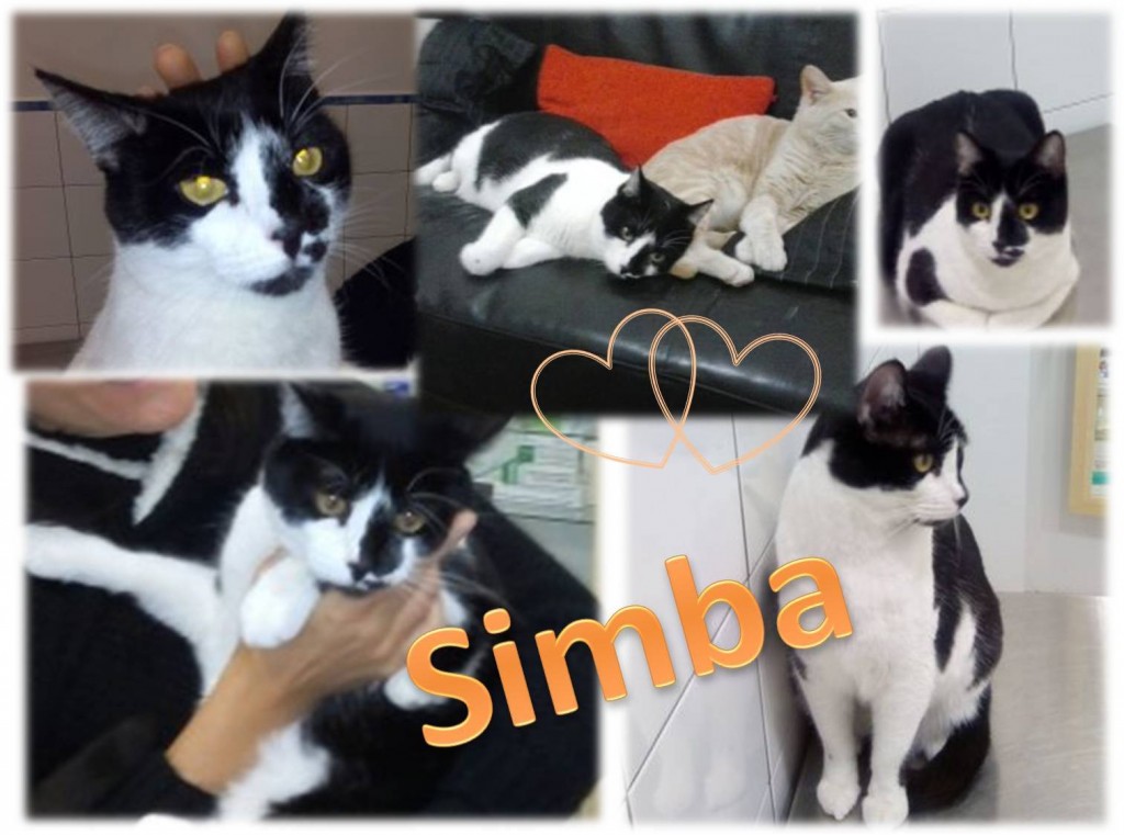 Simba comp
