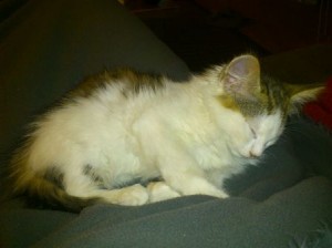 coco_durmiendo