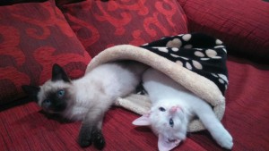 BRUCE Y ROBIN 1