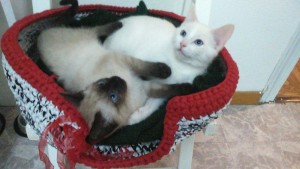 BRUCE Y ROBIN 2