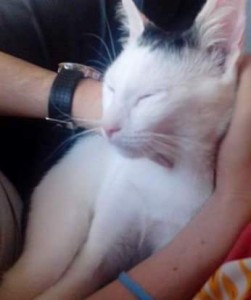 Kiko mimitos