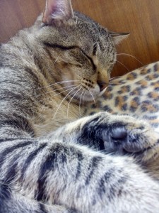 SEBAS 01