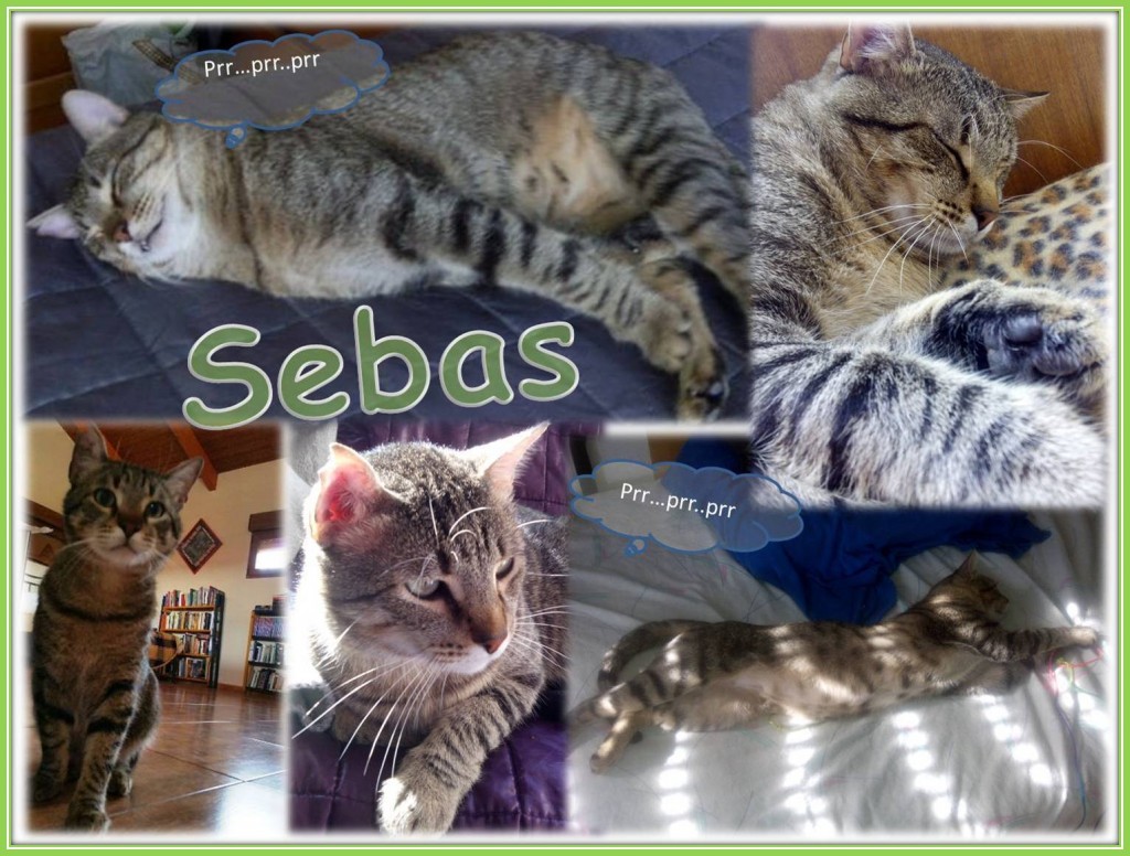 sebas comp