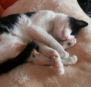 durmiendo tan ricamente