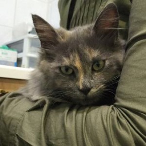 LULU