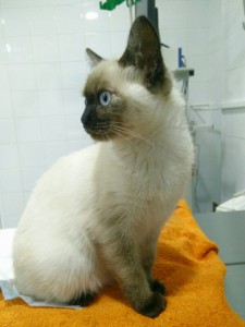 Cotton
