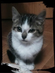 Willy 1