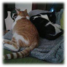 Bruno y Dexter
