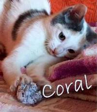 CORAL 3